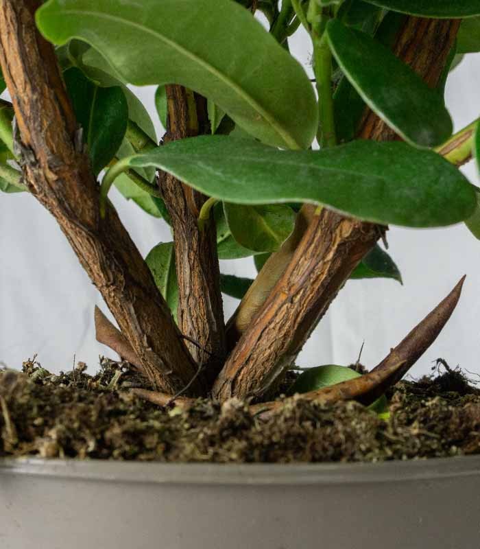 Rododendro H55 cm in vaso Ø22 – Pianta sempreverde ornamentale