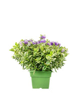 Veronica variegata H40 cm in vaso Ø17 – Pianta perenne ornamentale
