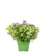 Veronica variegata H40 cm in vaso Ø17 – Pianta perenne ornamentale