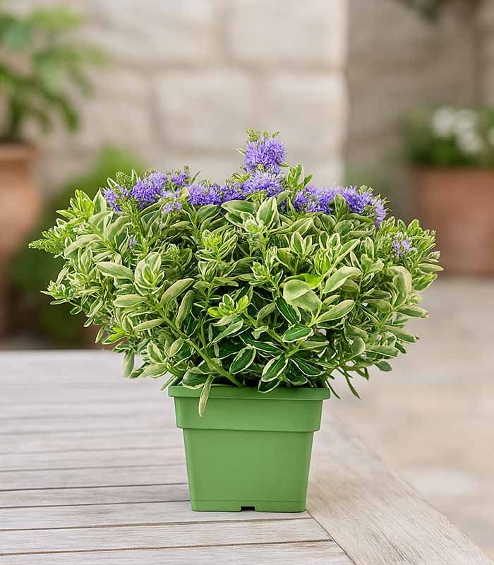 Veronica variegata H40 cm in vaso Ø17 – Pianta perenne ornamentale