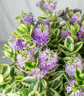 Veronica variegata H40 cm in vaso Ø17 – Pianta perenne ornamentale