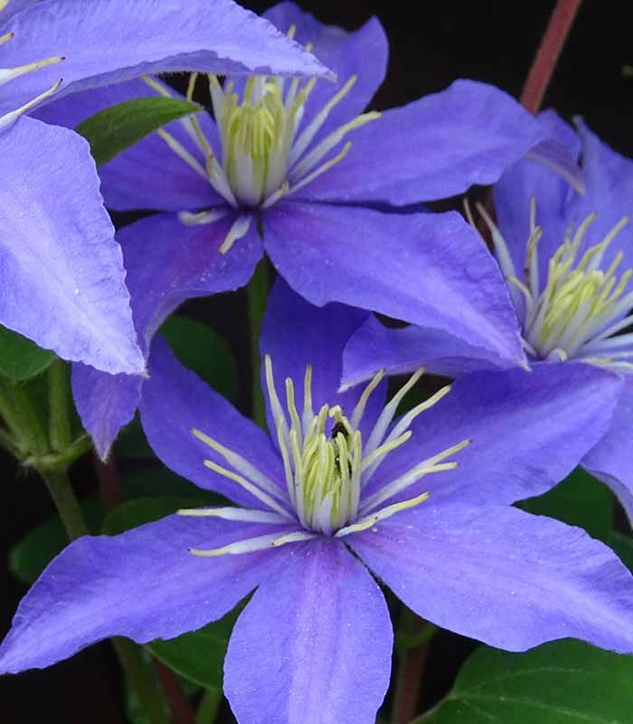 Clematis (Clematide) – Rampicante con Fiori Colorati