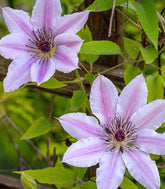 Clematis (Clematide) – Rampicante con Fiori Colorati