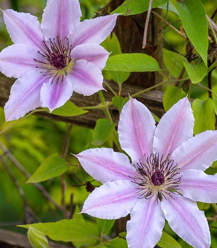 Clematis (Clematide) – Rampicante con Fiori Colorati