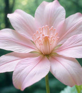 Clematis (Clematide) – Rampicante con Fiori Colorati