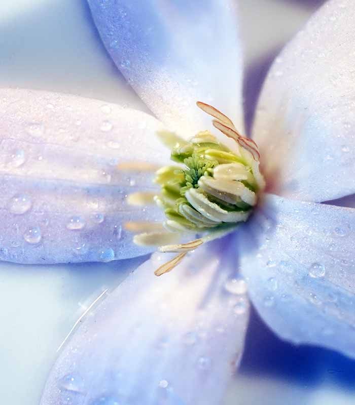 Clematis (Clematide) – Rampicante con Fiori Colorati