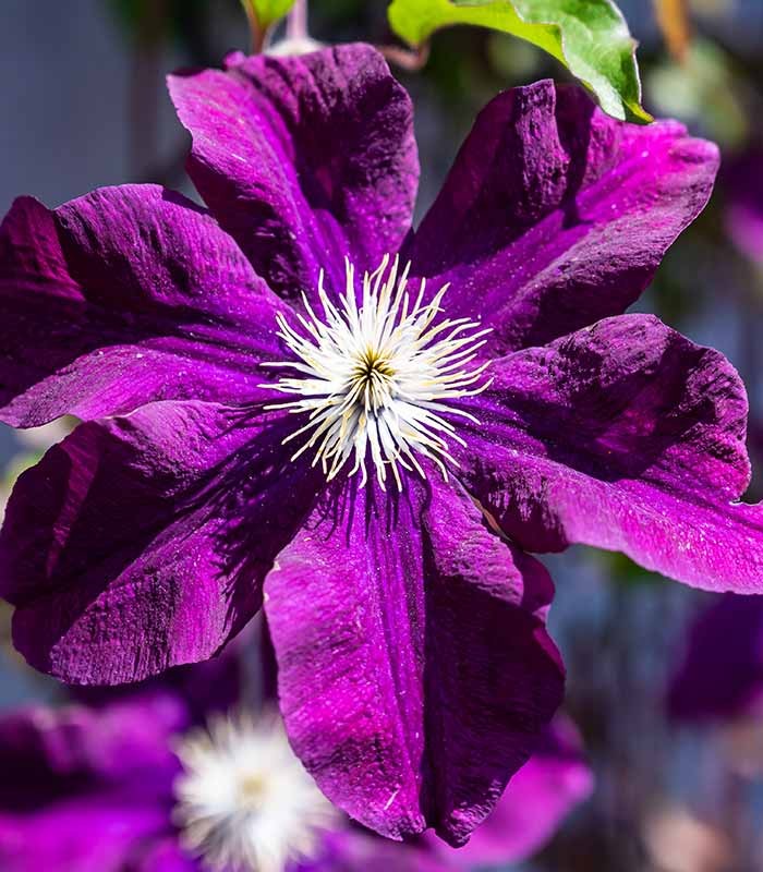 Clematis (Clematide) – Rampicante con Fiori Colorati