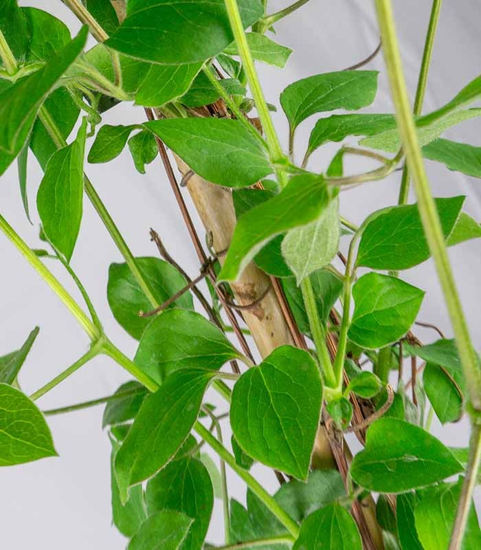 Clematis (Clematide) – Rampicante con Fiori Colorati