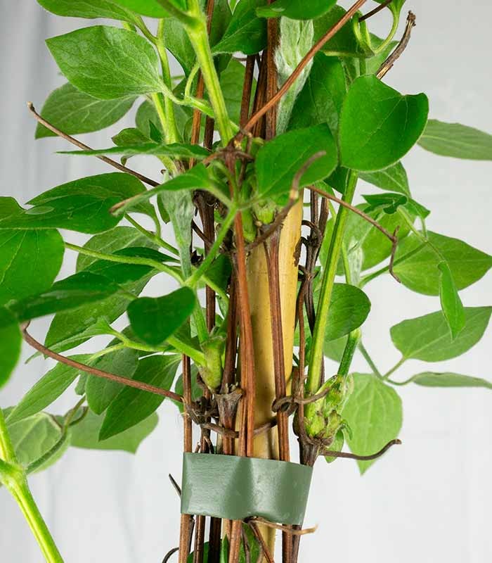 Clematis (Clematide) – Rampicante con Fiori Colorati