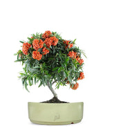 Pyracantha Angustifolia