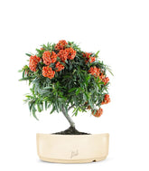Pyracantha Angustifolia