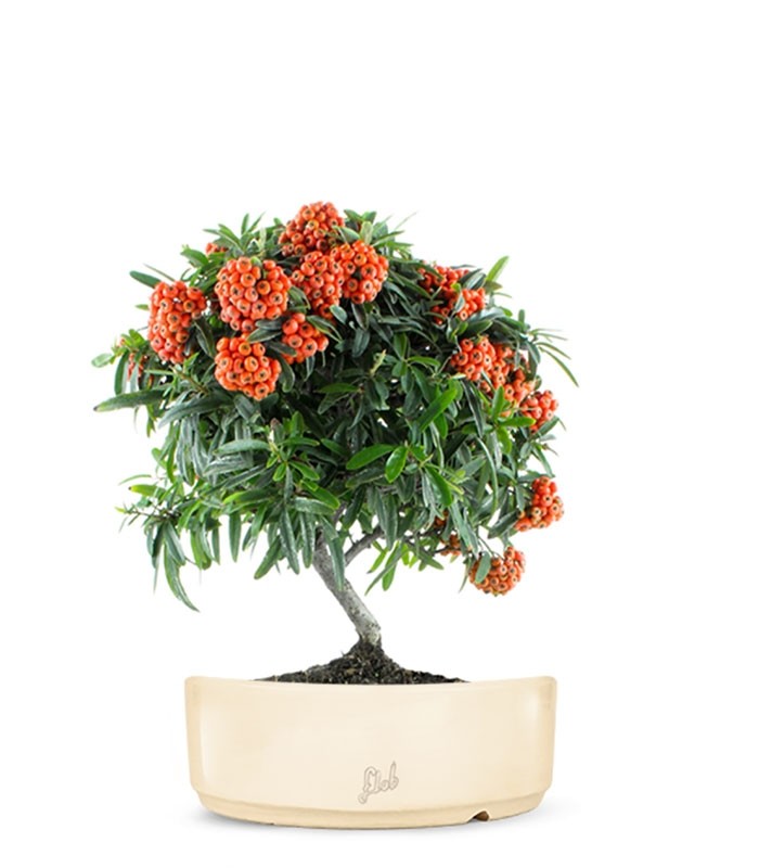 Pyracantha Angustifolia