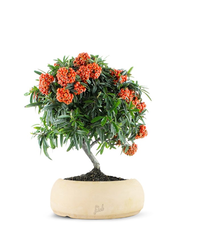 Pyracantha Angustifolia