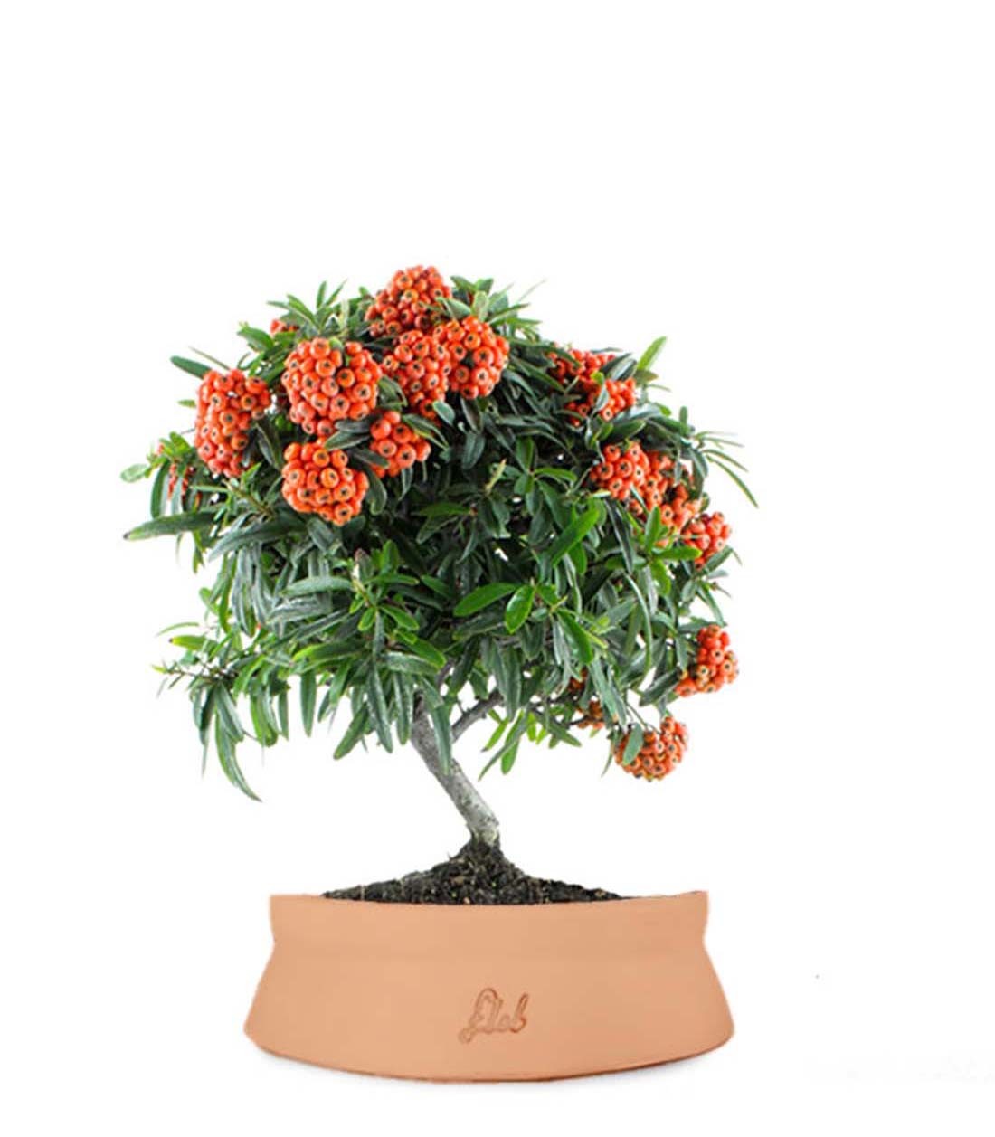 Pyracantha Angustifolia