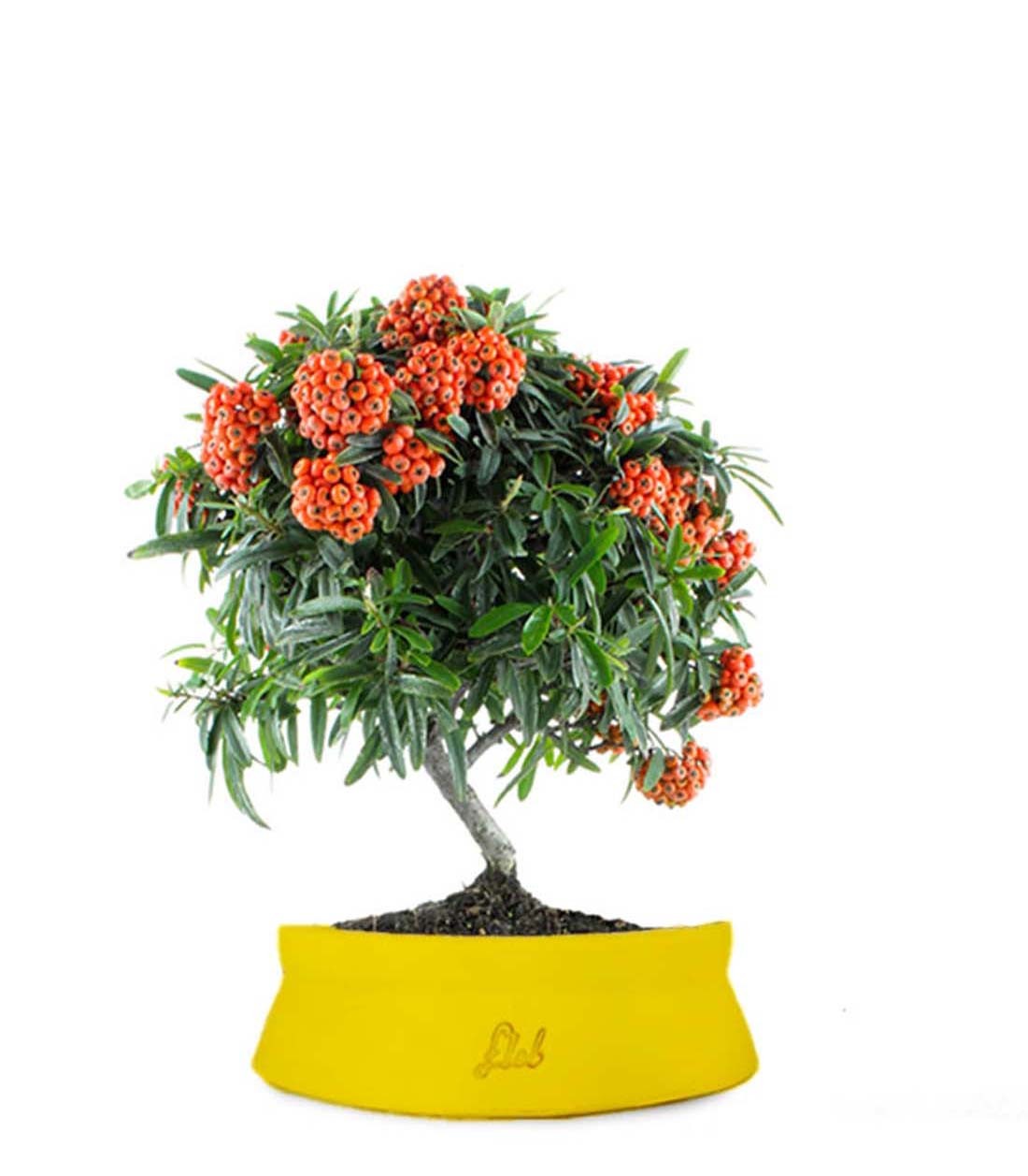 Pyracantha Angustifolia