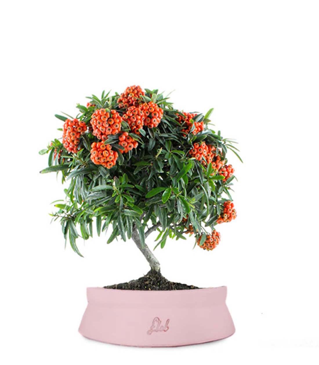 Pyracantha Angustifolia