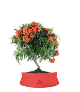 Pyracantha Angustifolia