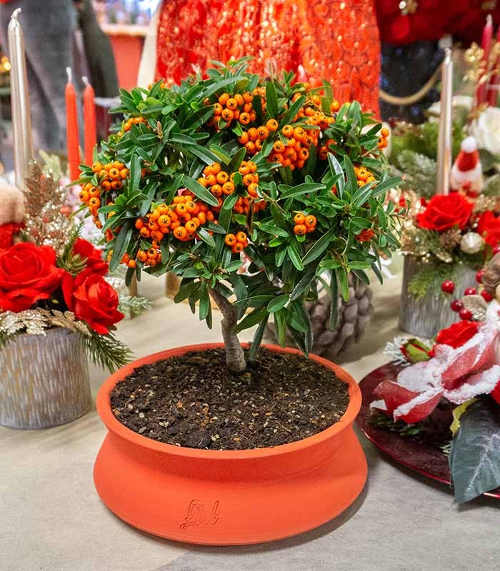 Pyracantha Angustifolia