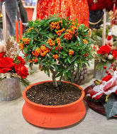 Pyracantha Angustifolia