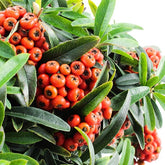 Pyracantha Angustifolia