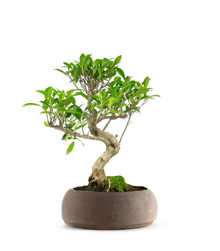Ficus Retusa bonsai