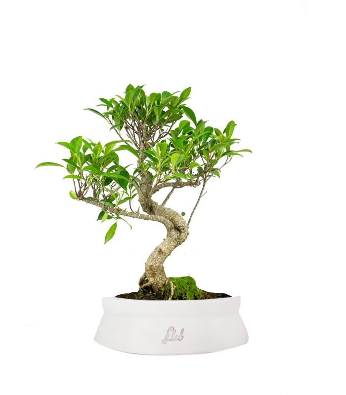 Ficus Retusa bonsai