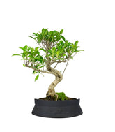 Ficus Retusa bonsai