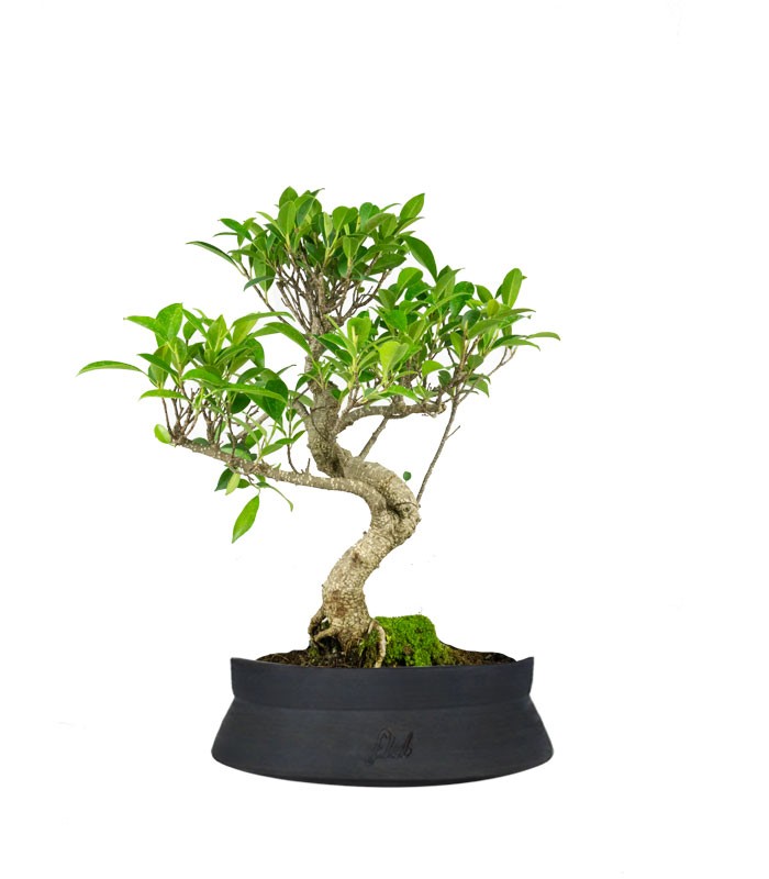 Ficus Retusa bonsai