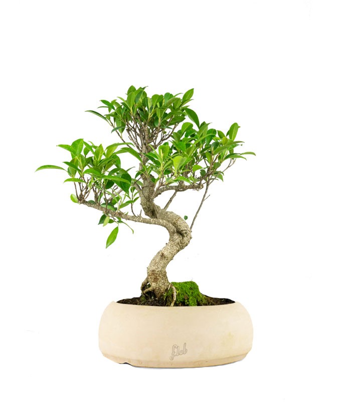 Ficus Retusa bonsai