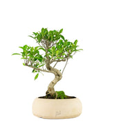 Ficus Retusa bonsai