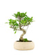 Ficus Retusa bonsai