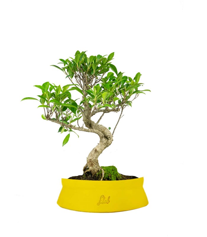 Ficus Retusa bonsai