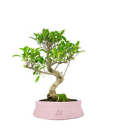 Ficus Retusa bonsai