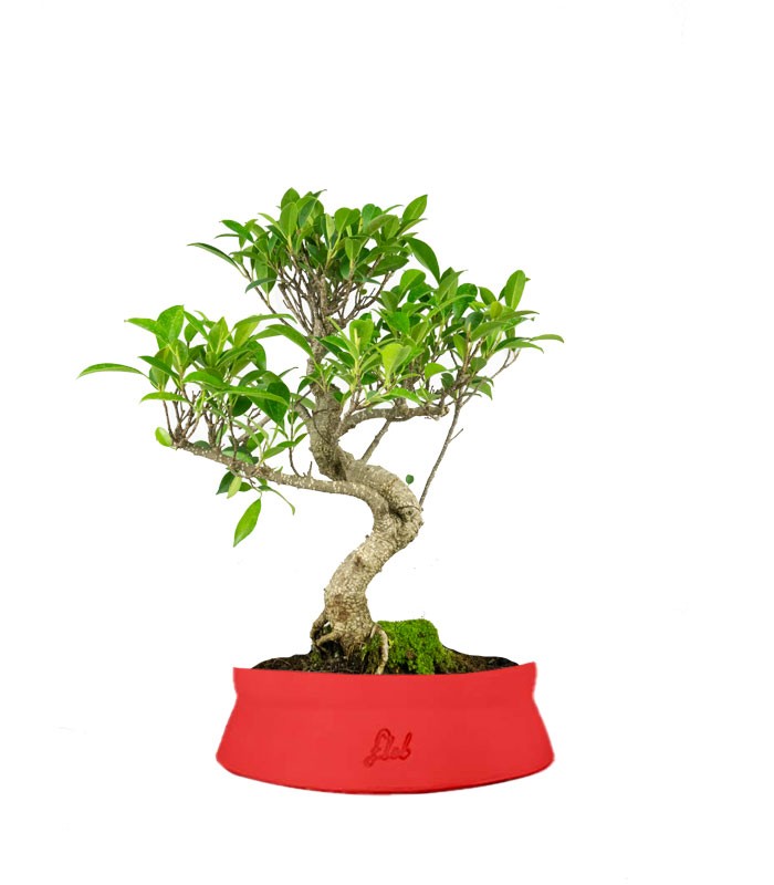 Ficus Retusa bonsai