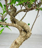 Ficus Retusa bonsai