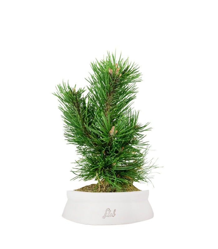 Pino Mugo Bonsai