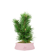 Pino Mugo Bonsai