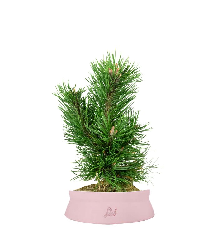 Pino Mugo Bonsai