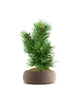 Pino Mugo Bonsai