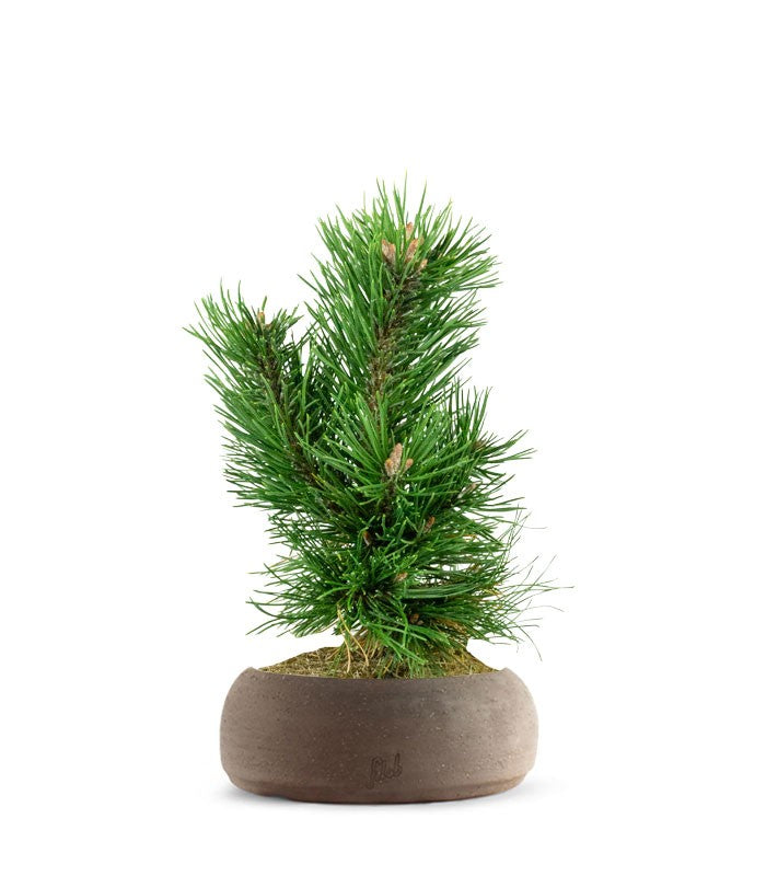 Pino Mugo Bonsai