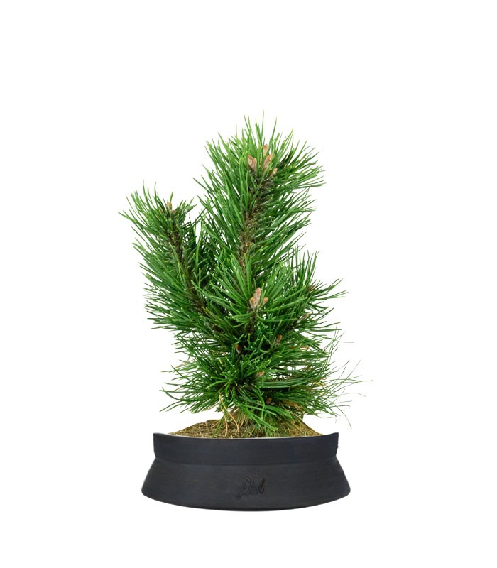 Pino Mugo Bonsai