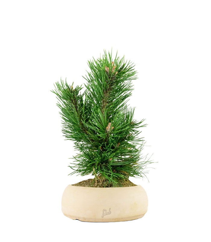 Pino Mugo Bonsai