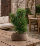 Pino Mugo Bonsai