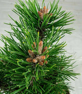 Pino Mugo Bonsai