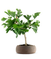 Bonsai di Ginkgo biloba | H40 cm