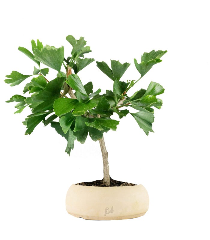 Bonsai di Ginkgo biloba | H40 cm