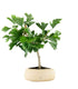 Bonsai di Ginkgo biloba | H40 cm