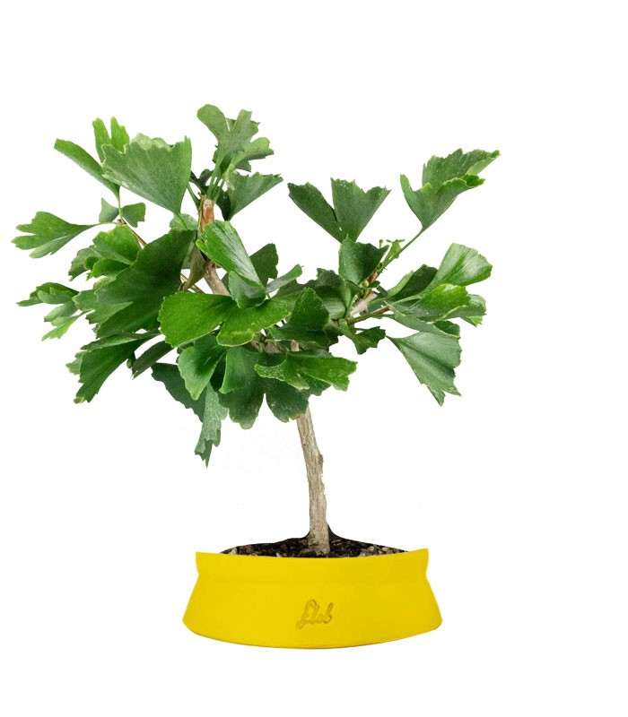 Bonsai di Ginkgo biloba | H40 cm