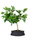 Bonsai di Ginkgo biloba | H40 cm