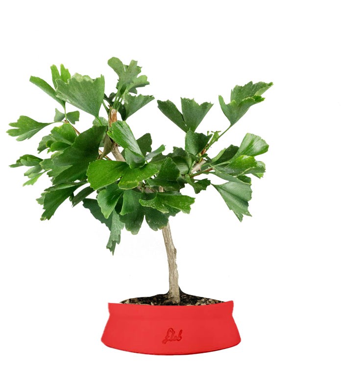 Bonsai di Ginkgo biloba | H40 cm